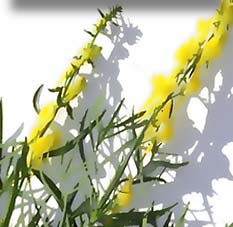 Blume