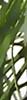 Blume