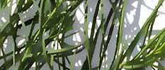 Blume
