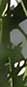 Blume